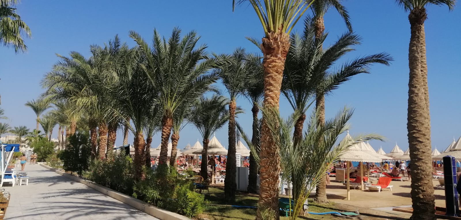 Palmenweg und Liegebereich im The Grand Resort Hurghada